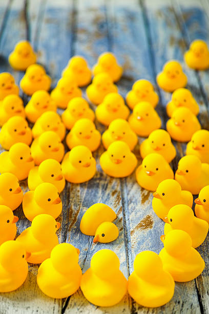 istock Crowd of ducks gathered around a dead duck. 601026356