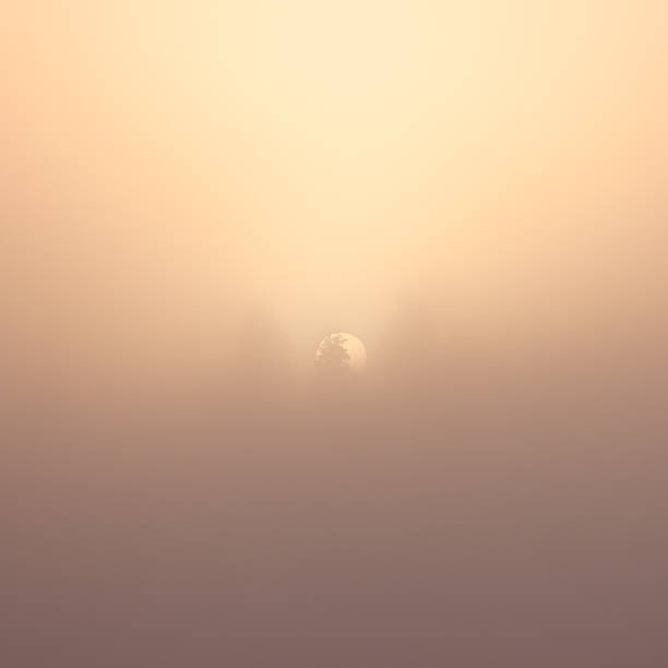 istock Tree and sun silhouette in the fog 601026876