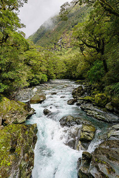 istock Stream running through green forest in the misty morning 601027624