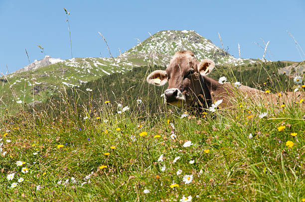 Dairy cows in the middle of flowers lying in the alpine pastures of the Swiss mountains in summer. arosa stock pictures, royalty-free photos & images