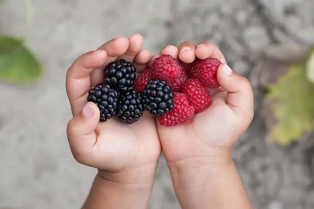 Photo of Ripe red raspberries in the little girl hands.