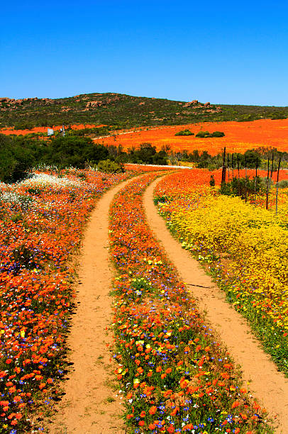 istock Track through the blooming flowers 601030594