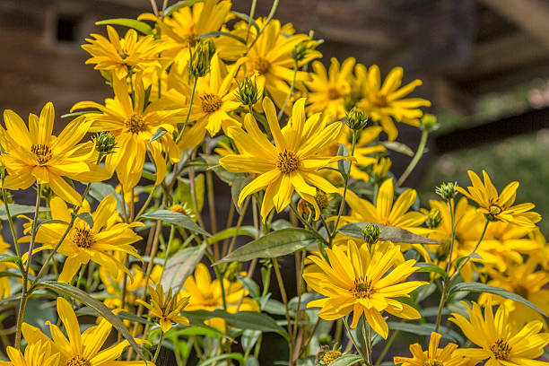 istock colorful daisies in grass field 601031734