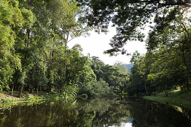 istock view of forest beside pond 601032494