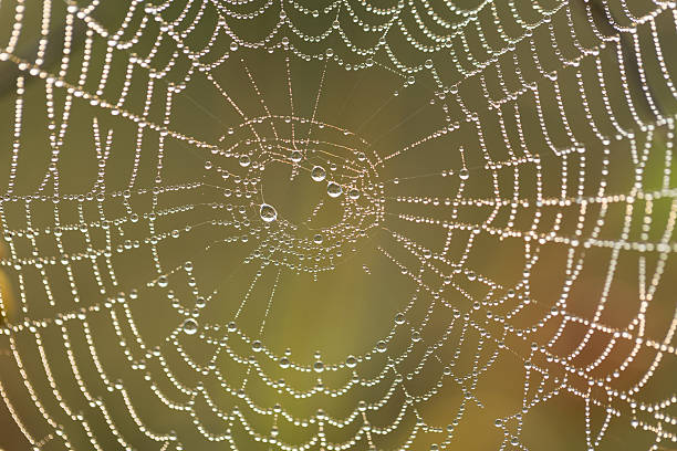 istock Autumn morning and the spider's web on the plants. 601033012