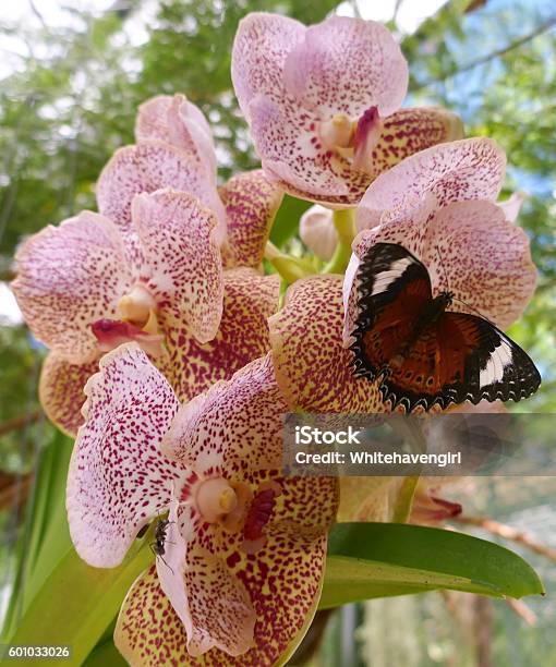 Orchid With Butterfly And Ant Stock Photo - Download Image Now - Cairns - Australia, Orchid, Ant
