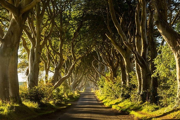istock A road through rows of trees at sunrise 601033402