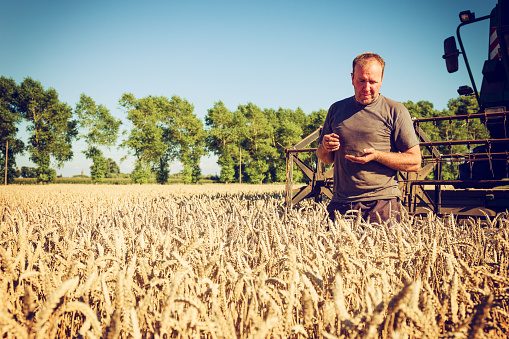 A farmer checks the quality of the wheat grain in the field, a harvester machine is in the background.