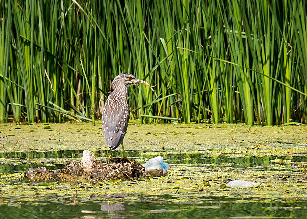 jovem garça-coroa-negra - heron night heron island water - fotografias e filmes do acervo