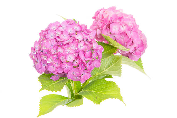 istock Pink Hydrangea macrophylla flower isolated on white background 601036230