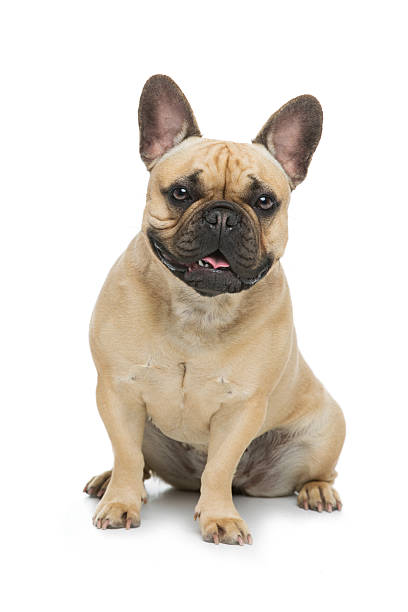 istock Beautiful french bulldog dog 601036728