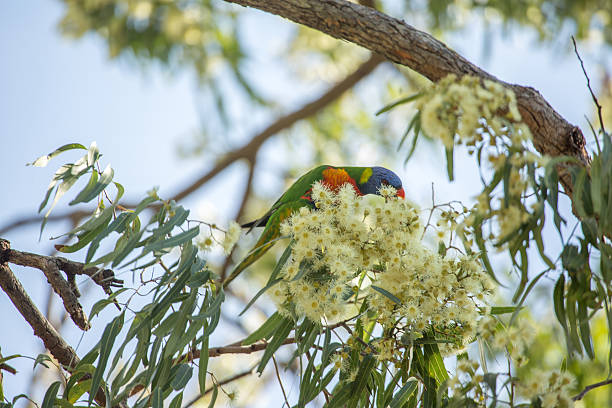 rainbow lorikeet perched on a branch, queensland-australia - eucalyptus tree tree australia tropical rainforest imagens e fotografias de stock