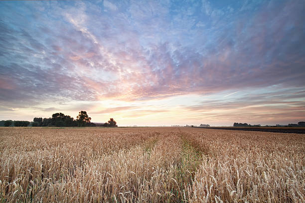 istock wheat field during summer sunrise 601037078