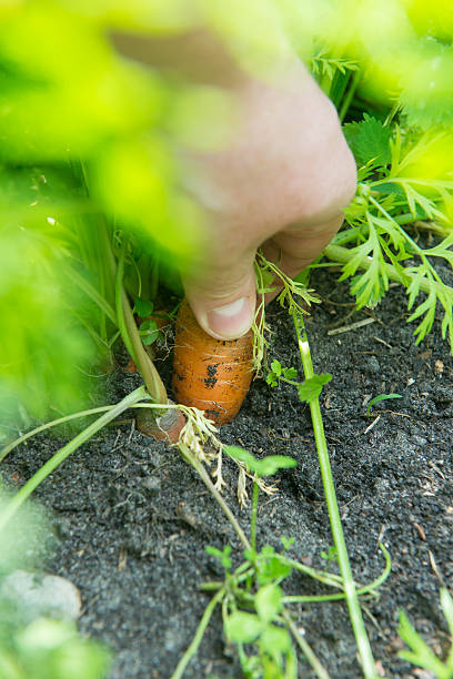 istock carrot Daucus carota L. 601037820