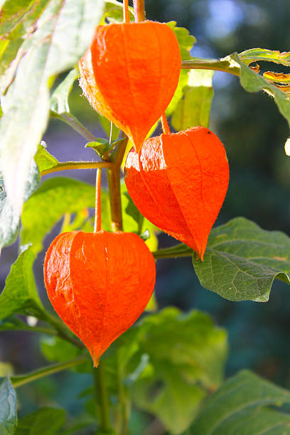 istock Physalis alkekengi  or Chinese lantern plants 601037866