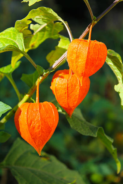 istock Physalis alkekengi  or Chinese lantern plants 601037890