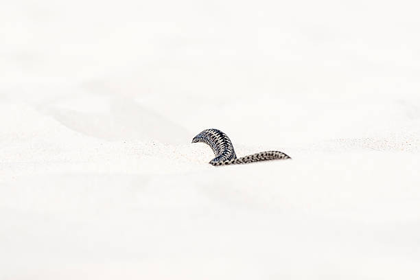 istock beautiful view of Vipera berus 601038502