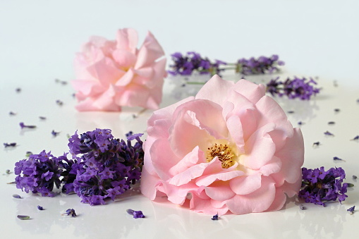 Pink garden roses and purple lavender flowers. Floral decoration. Bunch of summer garden flowers.