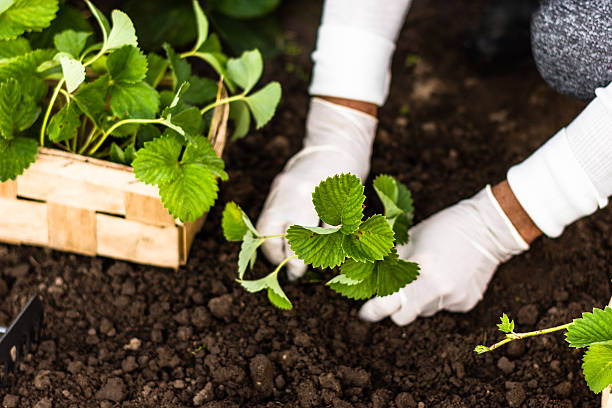 femme en plantant des fraises plantes dans le jardin - strawberry plant photos et images de collection