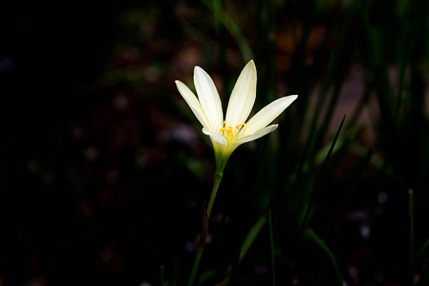 istock Cocus flower in the park. 601111476