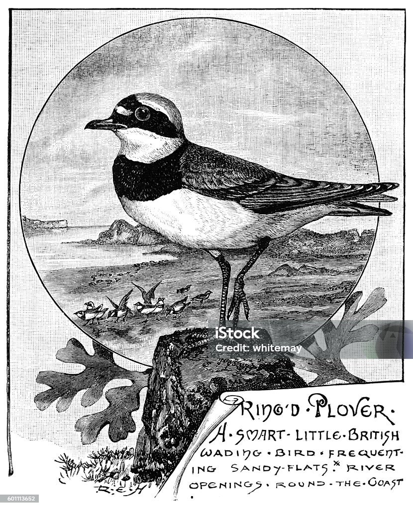 Plover Figure Ringed Plover Victorian Illustration Stock Illustration - Download ...