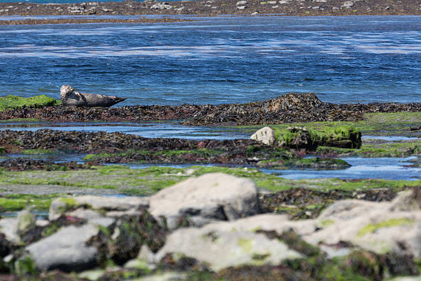 istock Sea lion in Ireland 601114172