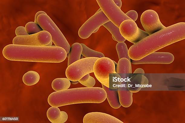 Rod Shaped Bacteria Stock Photo - Download Image Now - Typhoid Fever, Salmonella Bacterium, Bacterium