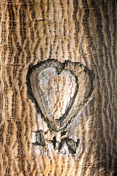 istock Love Heart Carved In Tree 601118862