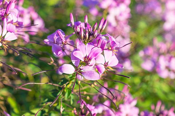 庭に咲く紫色の花 - campanula close up flower potted plant ストックフォトと画像