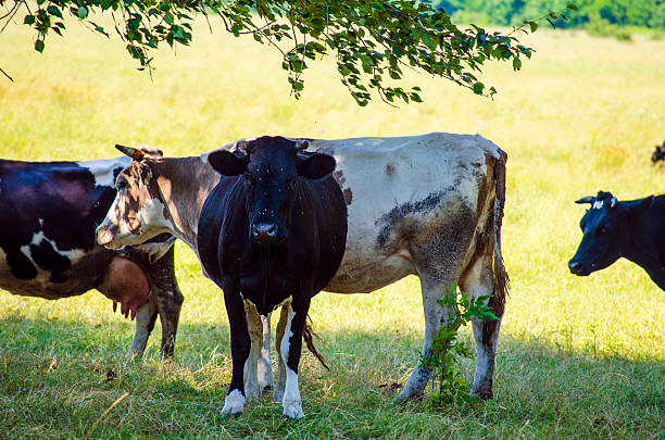istock cow in the meadow 601119468