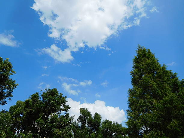 istock The trees under the blue sky in summer 601120284