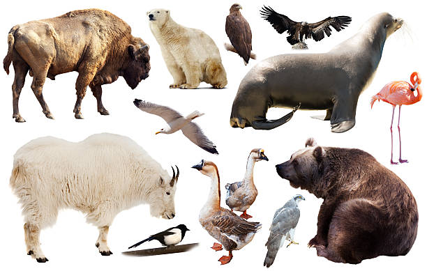 istock north america animals isolated 601121532