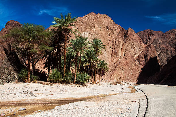 istock oasis in the desert 601121758