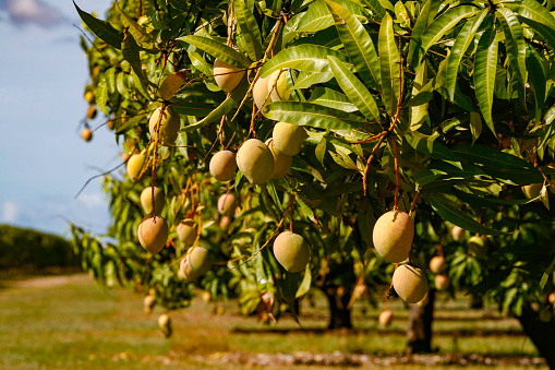 Close-up of a single mango fruit ripening amongst lush foliage on tree in tropical climate.  Horizontal format.