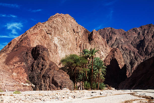 istock oasis in the desert 601122594