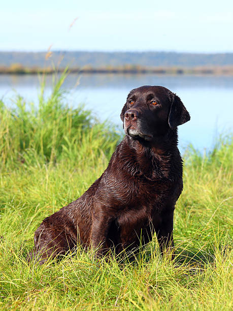 istock Chocolate Labrador autumn morning on the lake 601124546