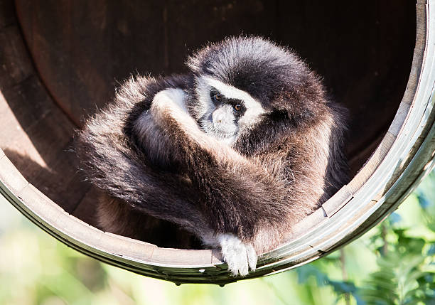 istock White handed gibbon sitting in a barrel 601125172