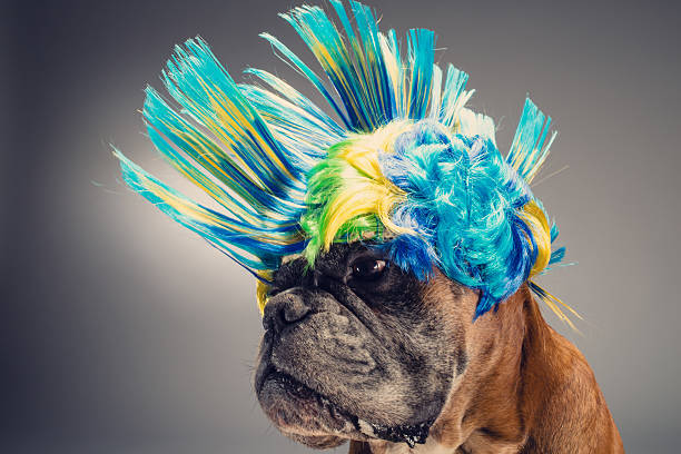istock Boxer dog wearing wig  looking at something on the left 601127644