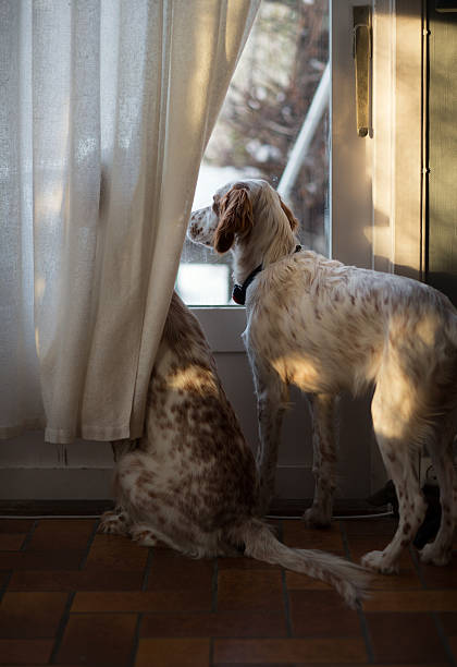 istock Two English Setters  looking out of a window, Norway 601128420