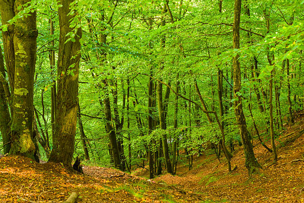 Young beech forest Young beech trees on a slope in the forest. Lush green leaves on trees and brown old ones on the ground. hardwood tree stock pictures, royalty-free photos & images