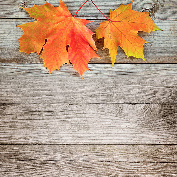 istock Autumn background with colored maple leaves on old wooden board 601131760