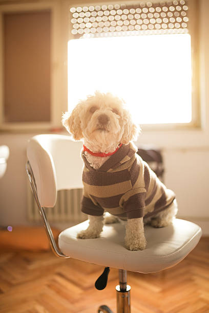istock Dog at the office 601132574