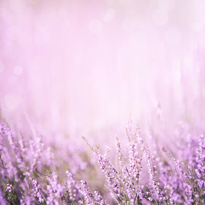 Blurred summer abstract nature background with Heather flowers in the meadow with copy space. Purple floral background