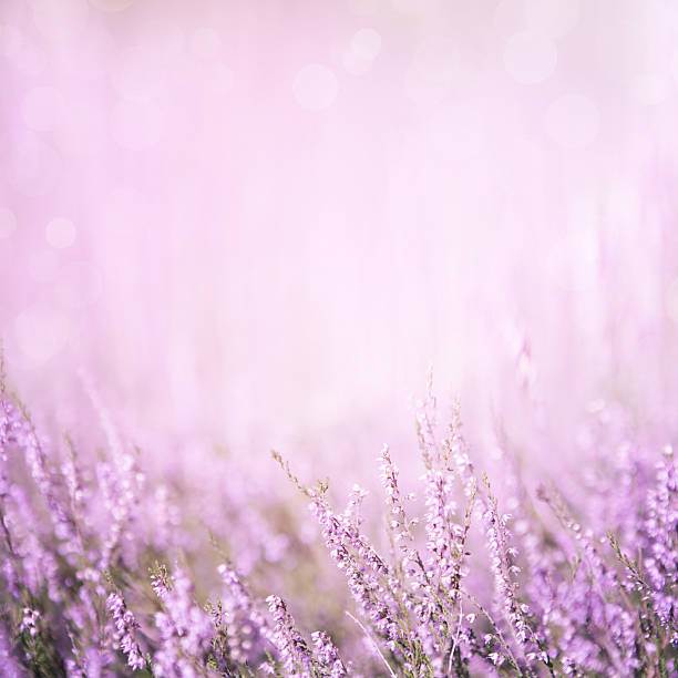 Blurred purple floral background Blurred summer abstract nature background with Heather flowers in the meadow with copy space. Purple floral background heather flower stock pictures, royalty-free photos & images