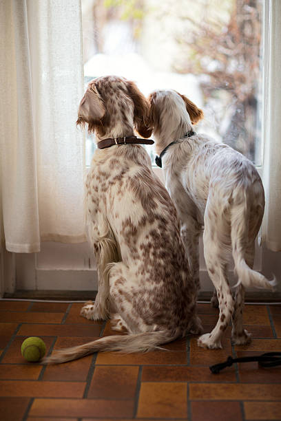 istock Two English Setters  looking out of a window, Norway 601134014