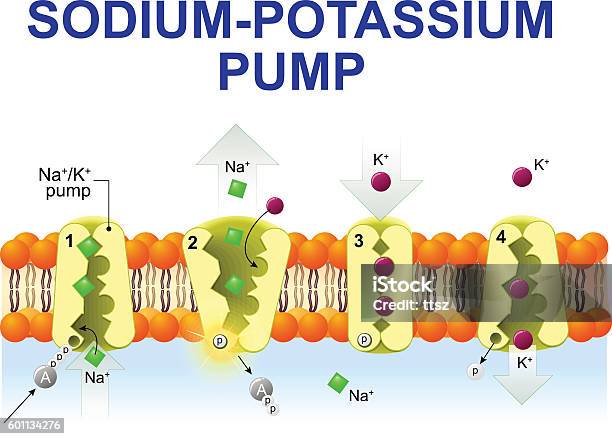 Sodiumpotassium Pump Stock Illustration - Download Image Now - Sodium, Potassium, Transportation