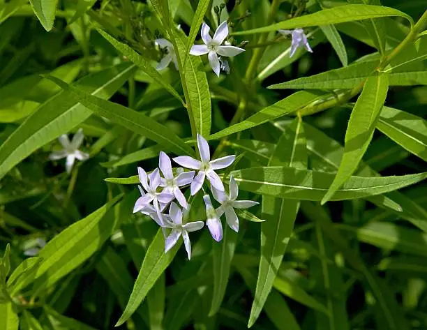 This is a bluestar (Amsonia tabernaemontana) which is a wildflower native to the USA that is in the dogbane family.  It is found from Kansas south to Texas and from Kansas east to New York and south to Florida.  It is also known as an eastern bluestar, blue dogbane, willow amsonia, woodland bluestar, or blue star.
