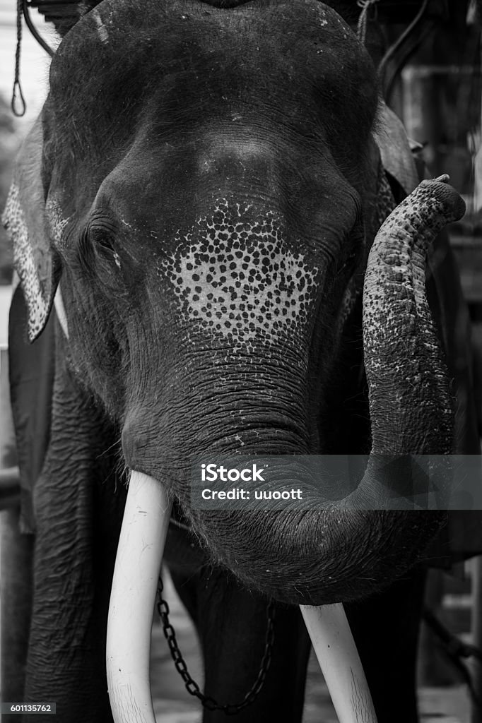 Thailand Elephant Stock Photo - Download Image Now - Abstract, Animal, Asia  - iStock