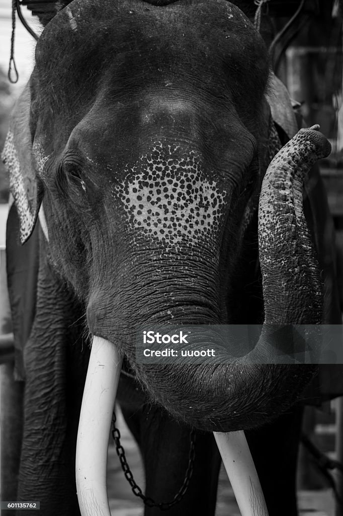 Thailand Elephant Stock Photo - Download Image Now - Abstract, Animal, Asia - iStock Thailand Elephant Stock Photo - Download Image Now - Abstract, Animal, Asia - iStock