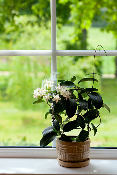 istock jasmine room plant on windowsill 601136346